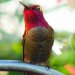 54588-hummingbird.jpg